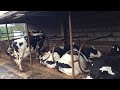 BOOSTING DAIRY FARMING THROUGH SUSTAINABLE FARMING SYSTEM AND VEGETABLE FARMING