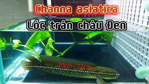 Channa asiatica lóc trân châu đen đã thuần,sung,dạn người,háo ăn,size 20cm-22cm,600K. #haihireview