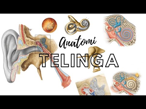Video: Anatomi Telinga, Diagram & Gambar - Peta Tubuh