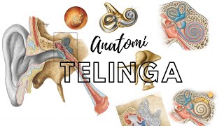 Human Ear Anatomy: Hearing and Equilibrium System