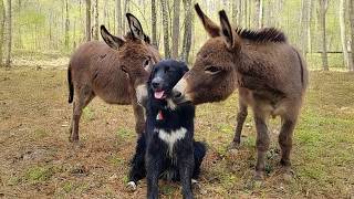 Funny Animals Become An Odd Couple The Funniest Animals Video