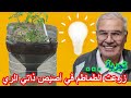 تجربة زراعة الطماطم في اصيص ذاتي الري