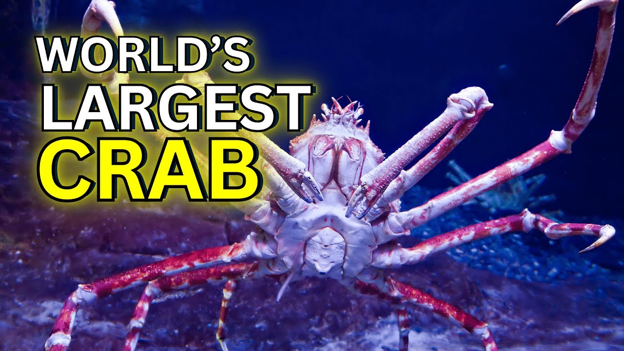 10 Extraordinary Facts About Crabs