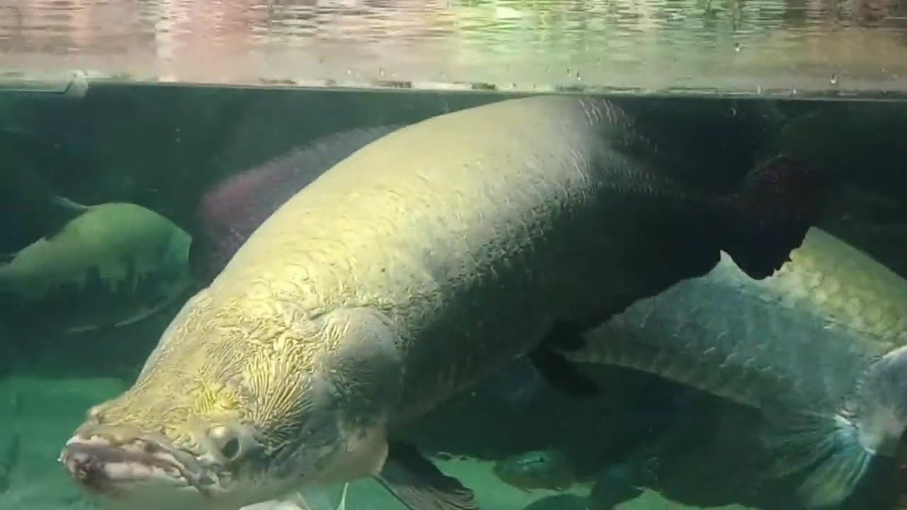 Enjoying a New View of the Amazon River Exhibit at the Shedd Aquarium