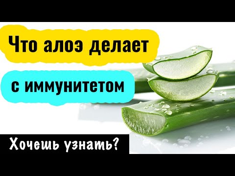 Алоэ вера. Рецепты применения. Как укрепить иммунитет