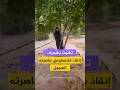 تشب ث بشجرة وسط الطريق الدفاع المدني الفلسطيني ينقذ شابا حاصرته السيول في بلدة صوريف بالخليل 