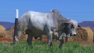 LOTE 04   9802