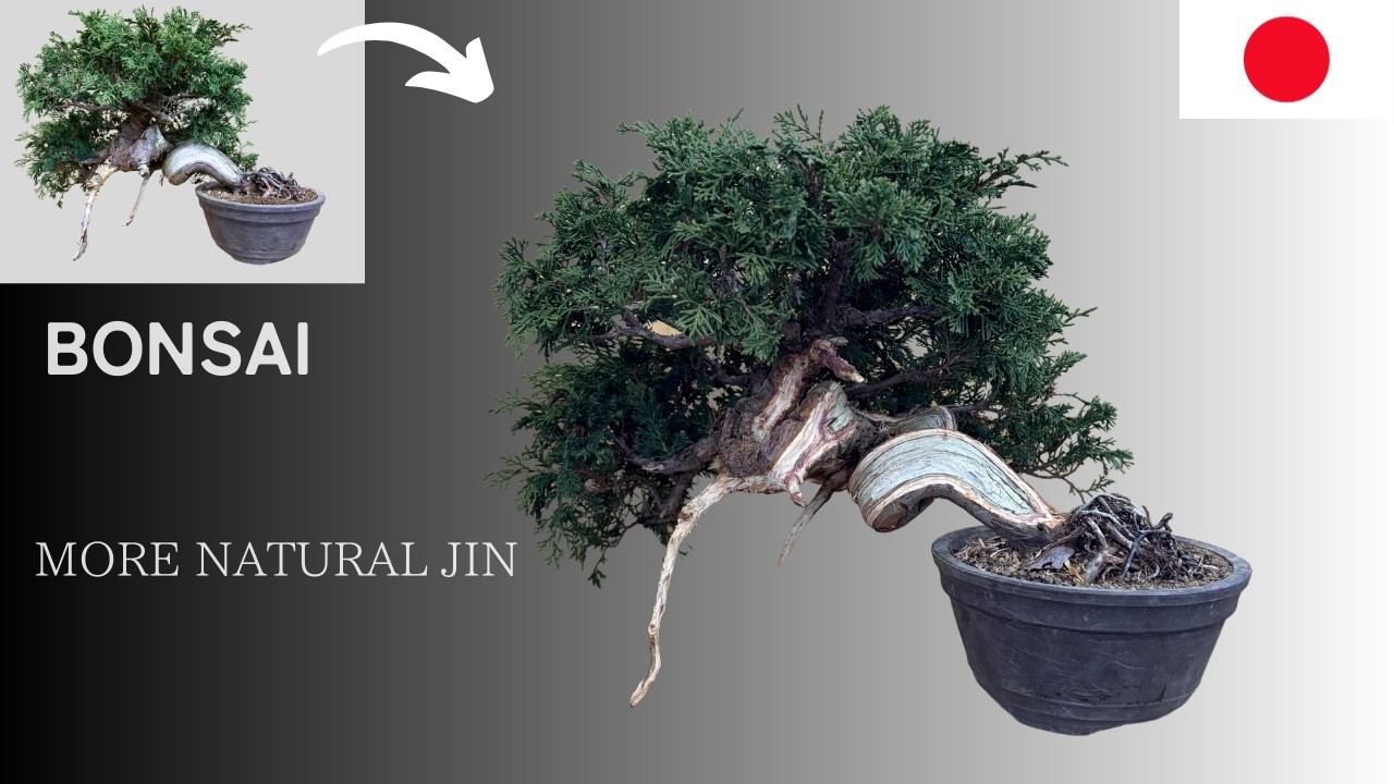 Shimpaku Bonsai | Creating Jin to Enhance the Trunk Movement 【ASMR】
