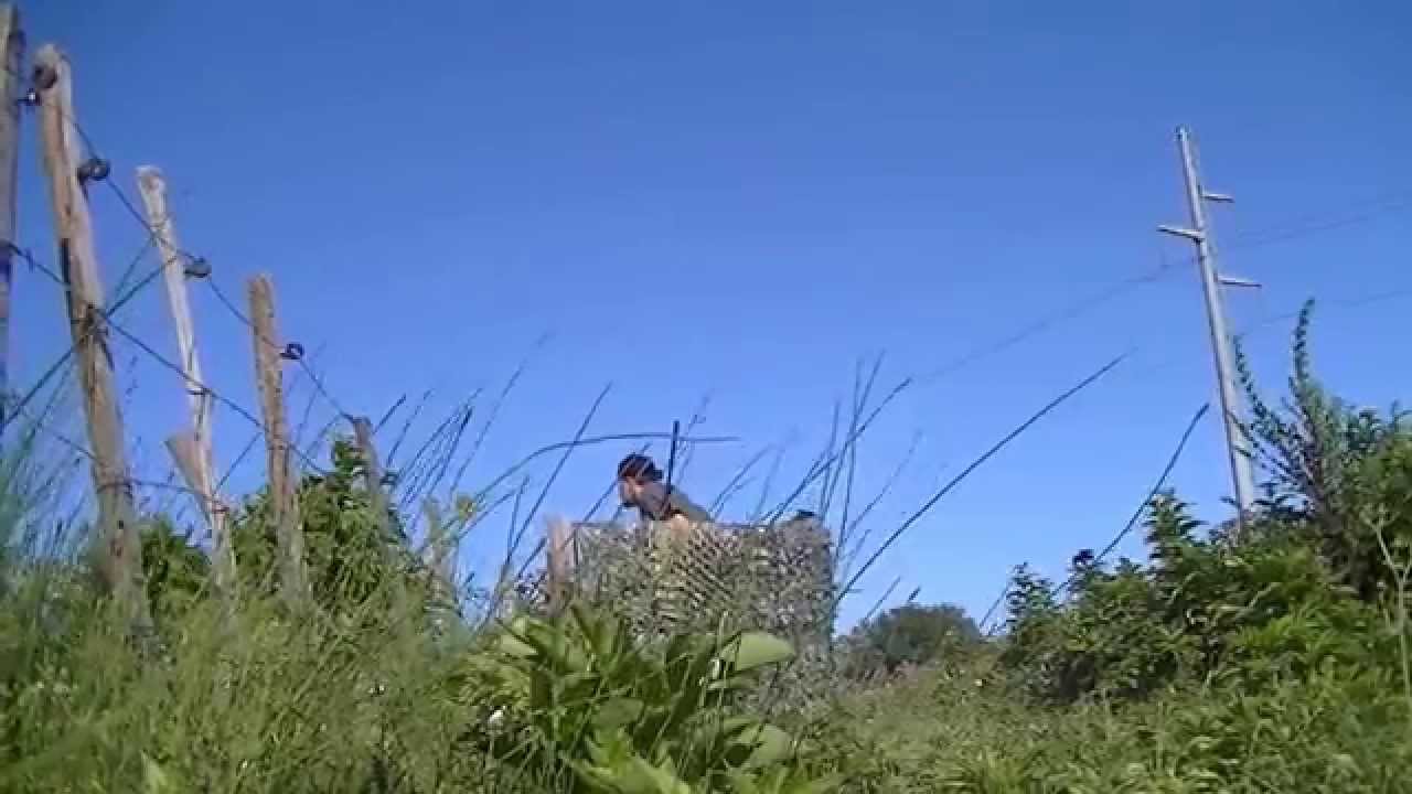 Chasse Tourterelles des bois