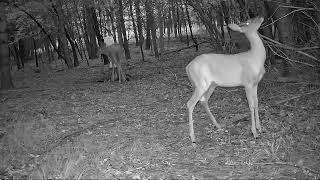 Deer on Hind Legs