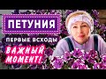 ПЕТУНИЯ Первые всходы. Важный момент!