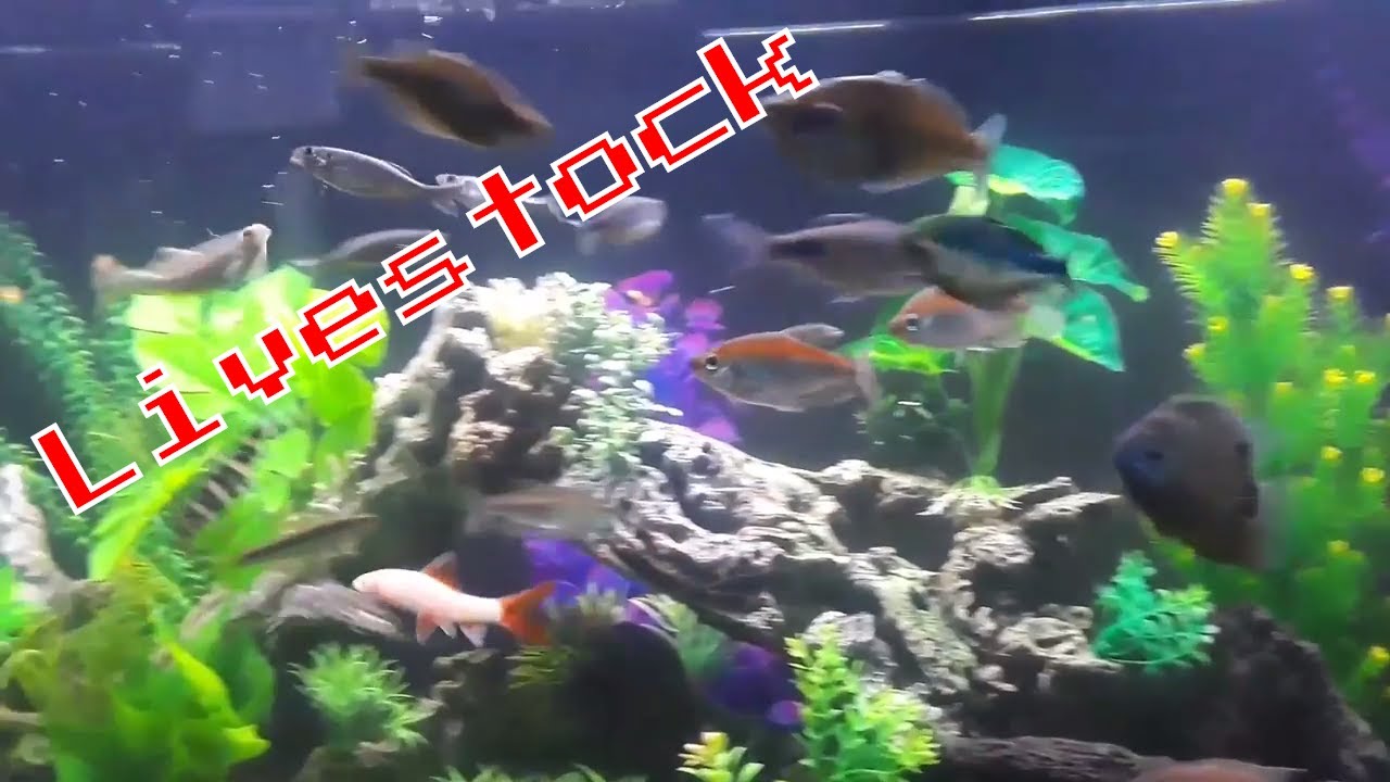 aquarium plants 125 Gallon Aquarium Livestock