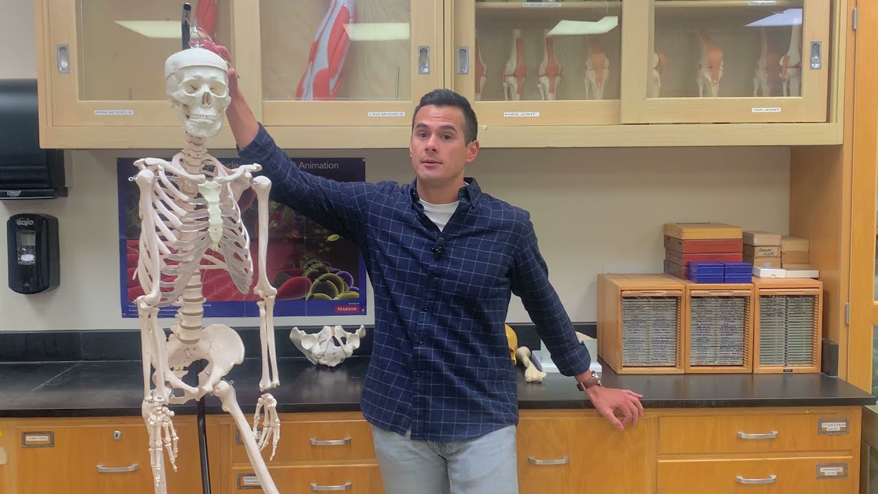 Skeletal system introduction - YouTube