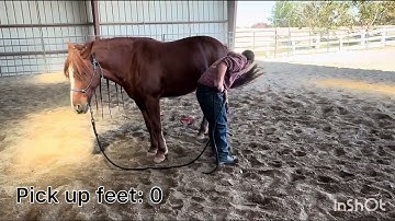 TQA Colt Starting Groundwork and Phase 1 fall 2025