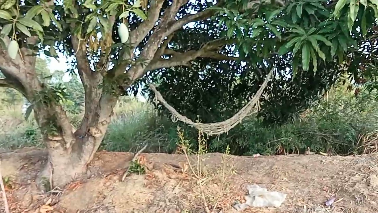 วันนี้กุลพามาชมมะม่วงเขียวเสวยค่ะปีนี้ติดลูกดกมากจ้า #มะม่วงเขียวเสวย #fruit  #เกษตรผสมผสาน 