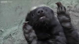 🦡 Honey badger don't give a f*** 🎩
