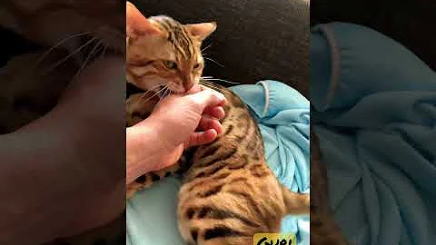Video 70031: f3 bengal cat