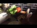 My bunny is so careful / ウサギちゃん