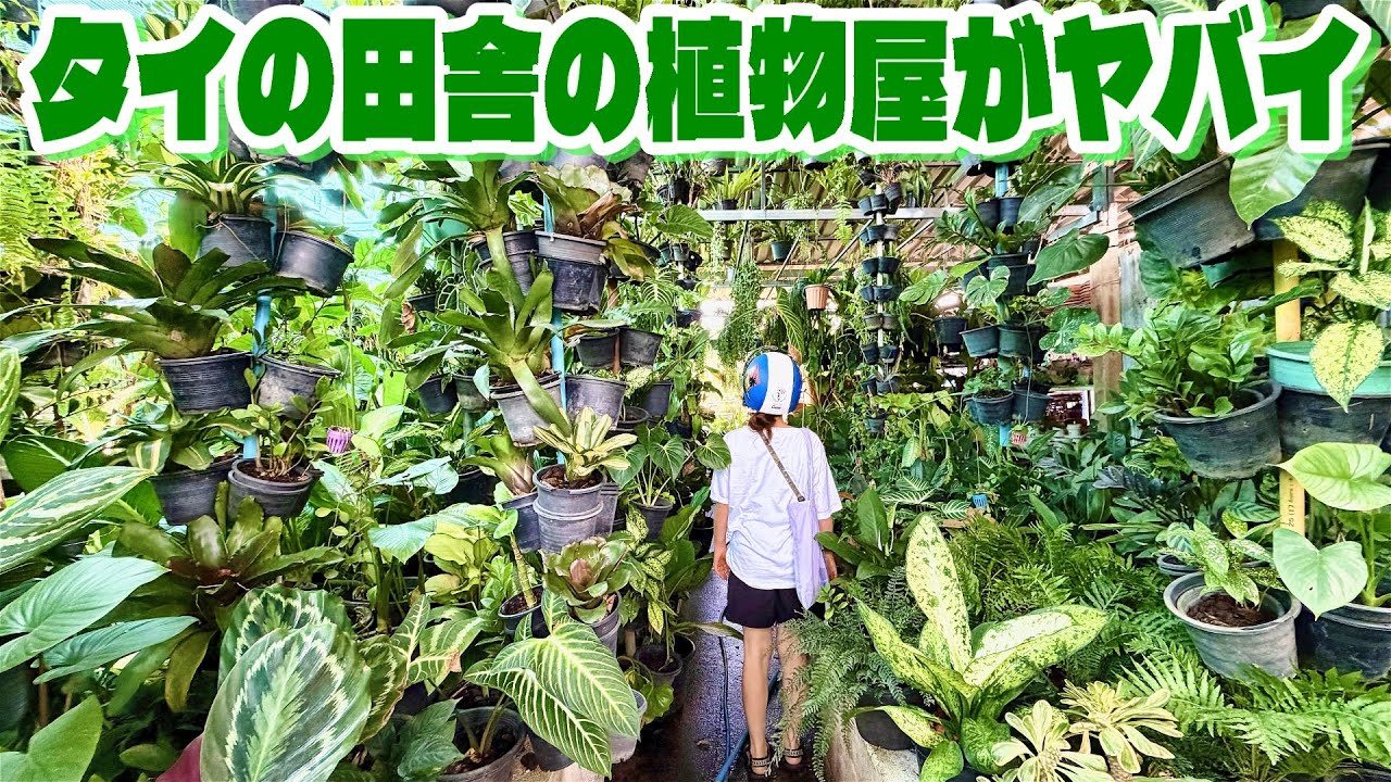【植物】タイの田舎の植物屋さんがヤバイことになっている（タイの小さな島の植物や自生している植物をレポート！植物好きにはたまらない世界がそこにあった！）
