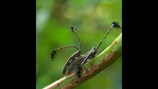 Download Lagu Longhorn Beetles Mating #amazing #shorts #beetle MP3