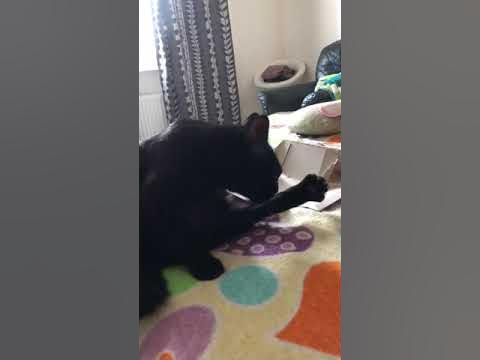 Прощай нога 🥲 #кот #прикол - YouTube