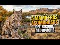5 Mamíferos Asombrosos del Bosque del Apache 🦌✨ (Guía de Vida Silvestre)