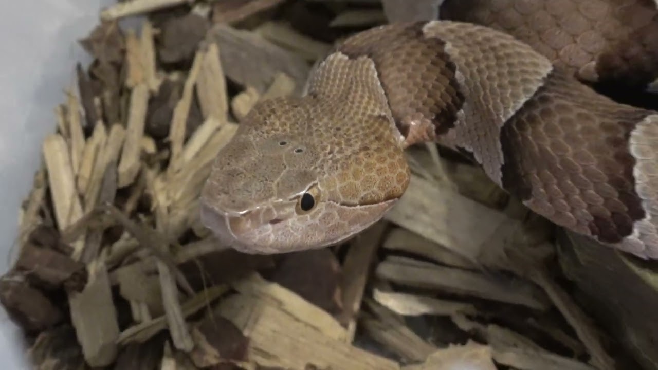 Venomous Copperhead taking out shed and close up YouTube