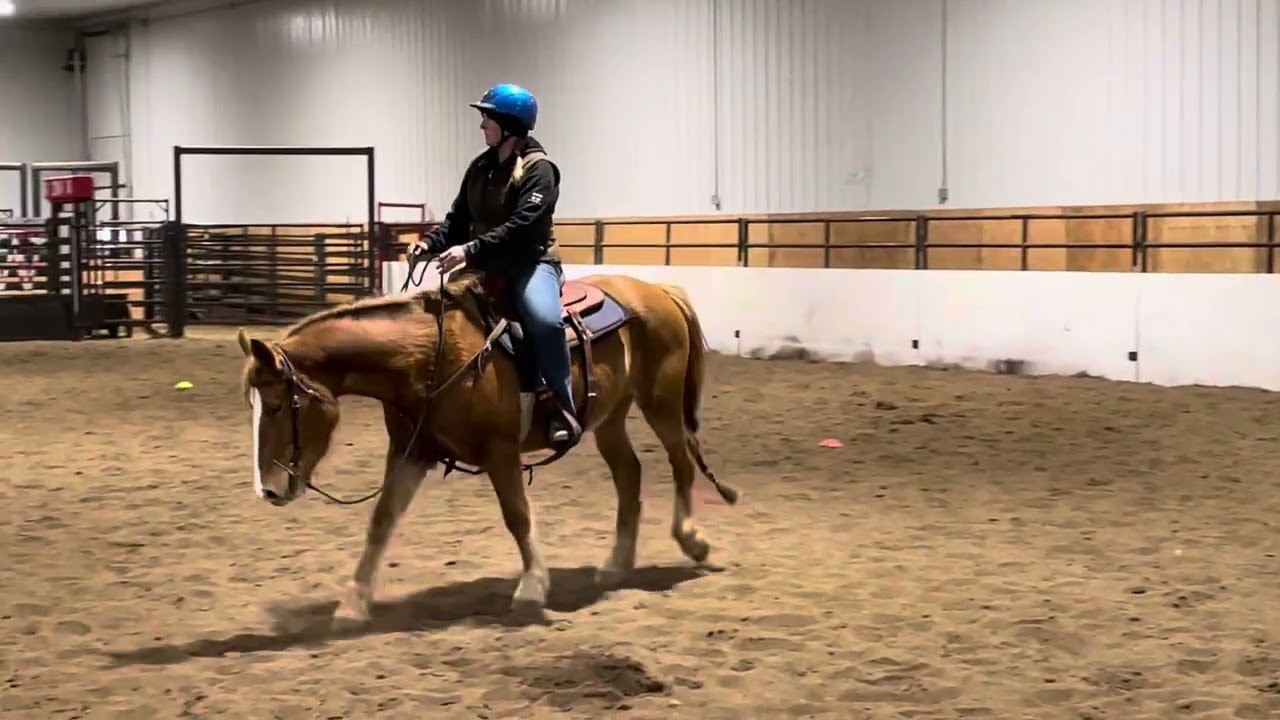 Kitcat Kyng Island-Breeze (SOLD)