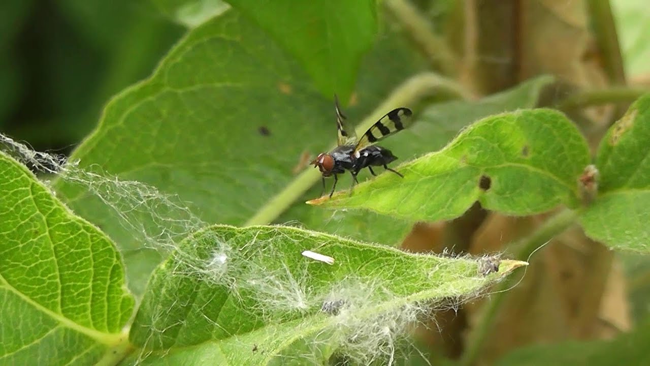 БИОСФЕРА: 137. Ceroxys urticae