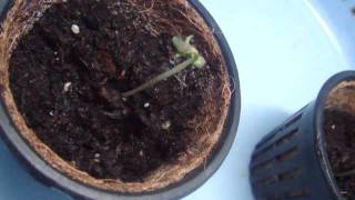 growing