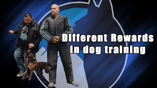 Episode 12 | Different Rewards in Dog Training by Oscar Mora K9s 1,243 views 1 year ago 31 minutes