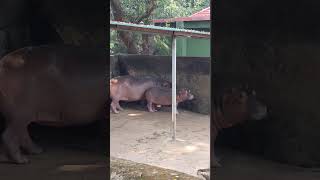 Hipo 😶🌫️😶🌫️#trending #viral #animals #hipo #zoo #africa #morning