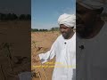 الطماطم وصل إنتاج الفدان 40طن أي الفدان الفين صفيحة طماطم مشاهير تيك توك مهندربيع مهند