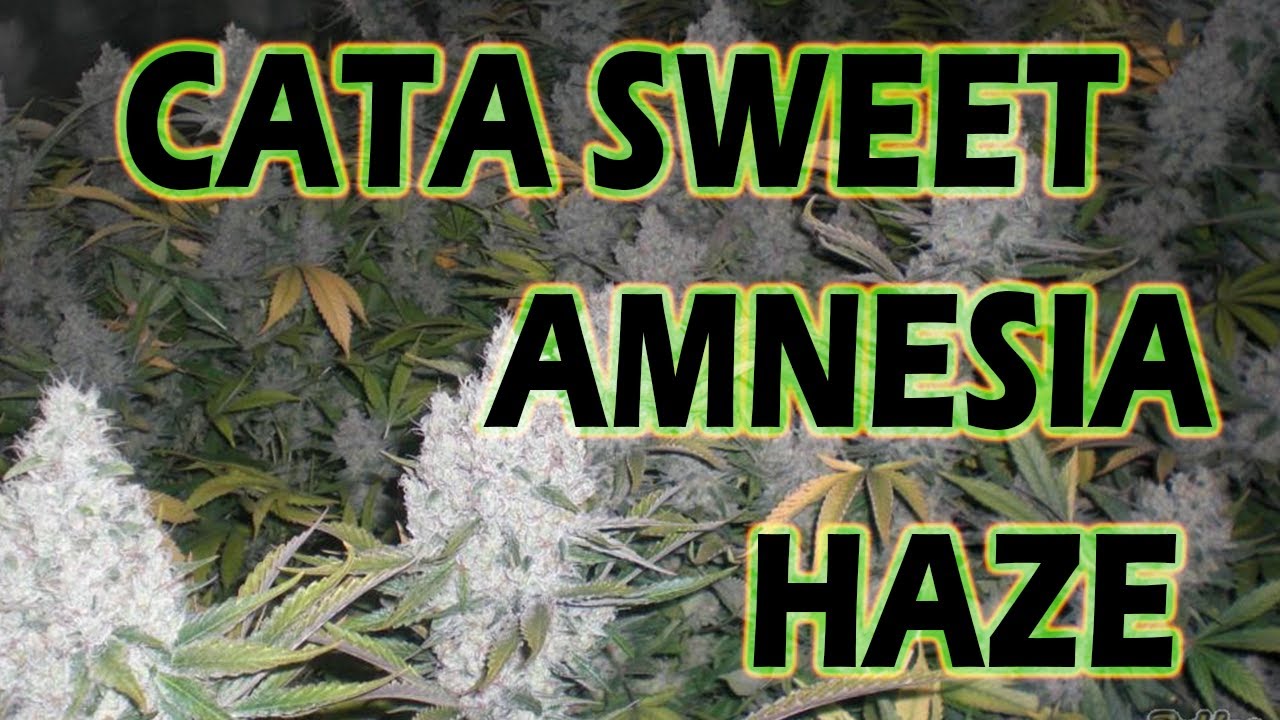 CATA DE SWEET AMNESIA HAZE cultivo *INDOOR*
