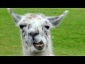 What Does the Llama Say? - HIGH QUALITY MP3