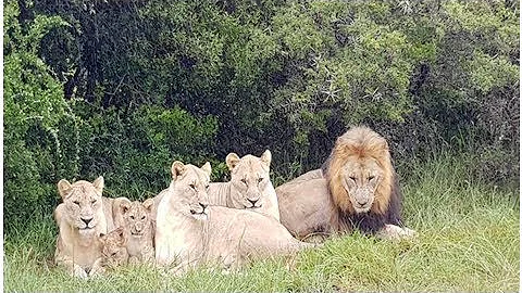 Three Poachers Eaten By Lions After Breaking Into Game Reserve To Hunt Rhinos