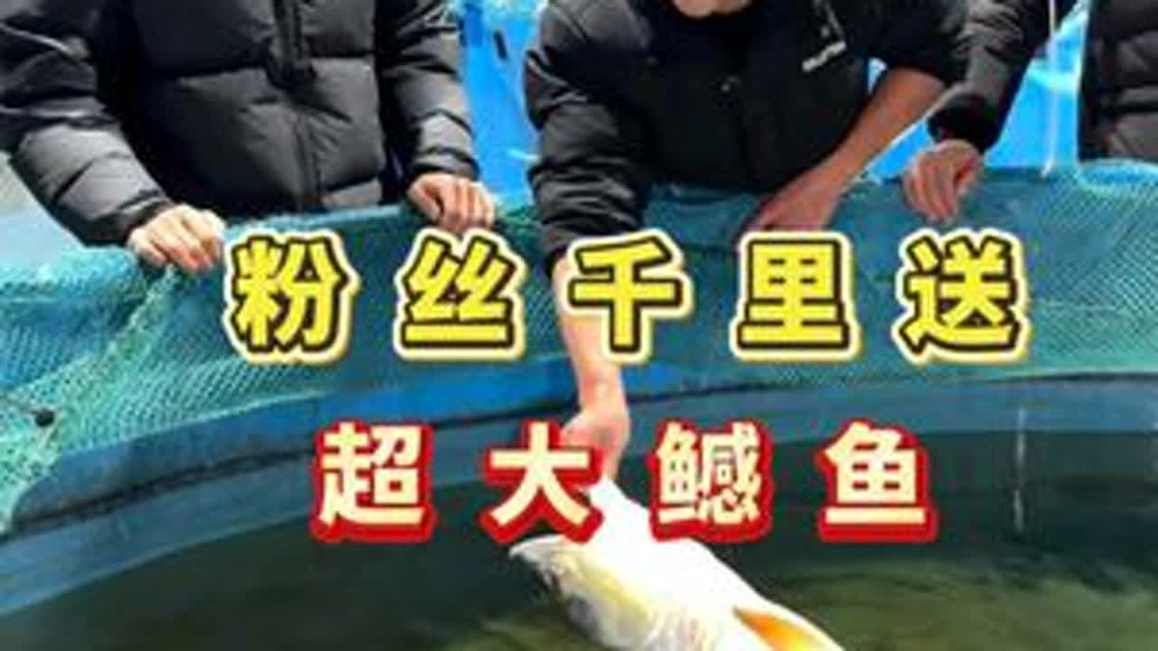 江湖最高机遇，淡水之王又来了， 粉丝驱车千里送超级大鳡鱼！ #超米级巨鳡 #米级鳡鱼 #豆鱼 #鳡鱼