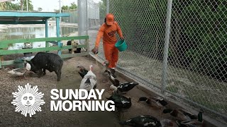 A zoo for rescued animals, beneath a Key West jail Resimi