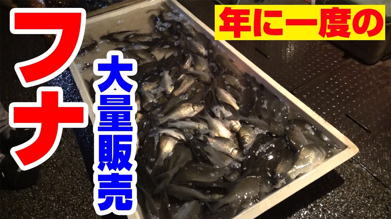 フナの大量販売 地元で年に一度の フナ市 に行ってみた Youtube