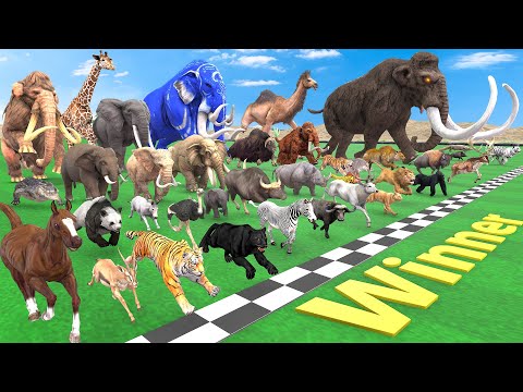 Ultimate Race 40