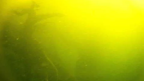 Surfacing after a dive at "Garden Jules" Bradshaw ...