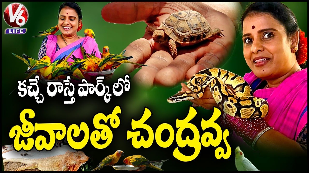 Teenmaar Chandravva Visits Kacche Raaste Ecological Park | Touch & Feel Animals And Pets | V6 Life