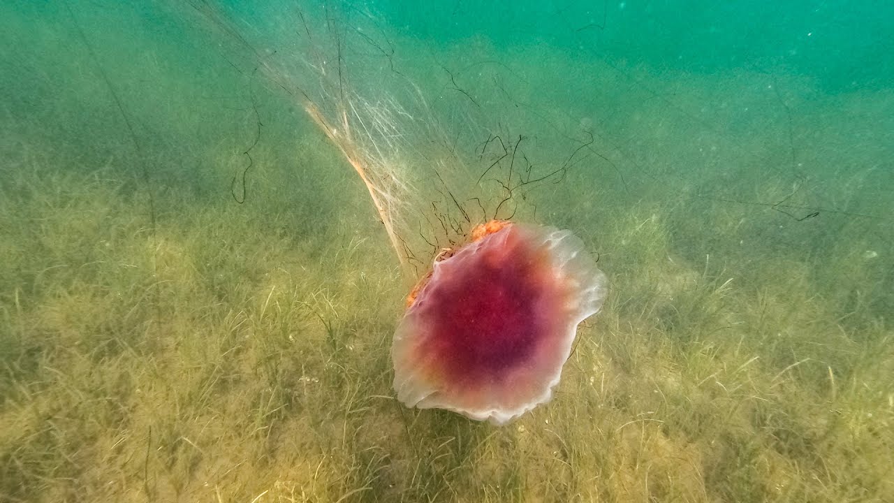 10 Hours of Relaxing Underwater Scuba Diving & Snorkeling Sounds | Ocean Ambience for Relaxation