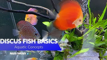 How To: DISCUS Fish Basics: A Complete GUIDE For Beginners | Tips That Really Work