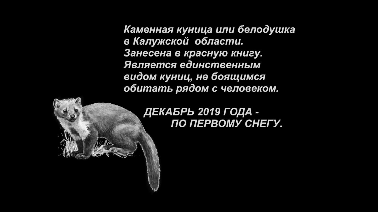 Каменная куница или  белодушка  в Калужской обл. (декабрь 2019г.)Видеонаблюдение - ночь(Movols 5Mp).
