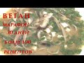 Мисо суп на обед. Веганский марафон. День 15