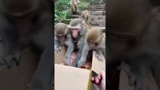 4 Kişinin Hakkını Yiyen Şerefsiz Açgözlü Maymun