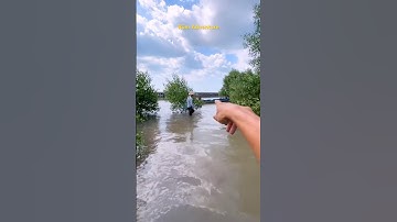 Tập 51: Cá thòi lòi SIÊU BỰ trong rừng ngập mặn (P2) #romadventure #mekongdelta #miệtthứ #fishing