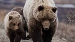 The hunting of grizzly bears has officially been banned by the provincial government