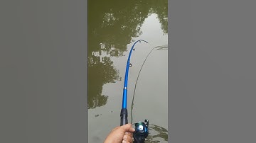 Big Fish Catching #fishing #fishingvideo